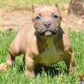 American Pit Bull